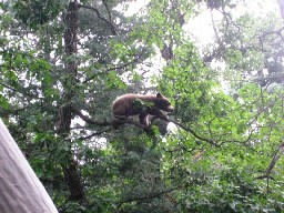 Bear and Cub by Clarks Fork